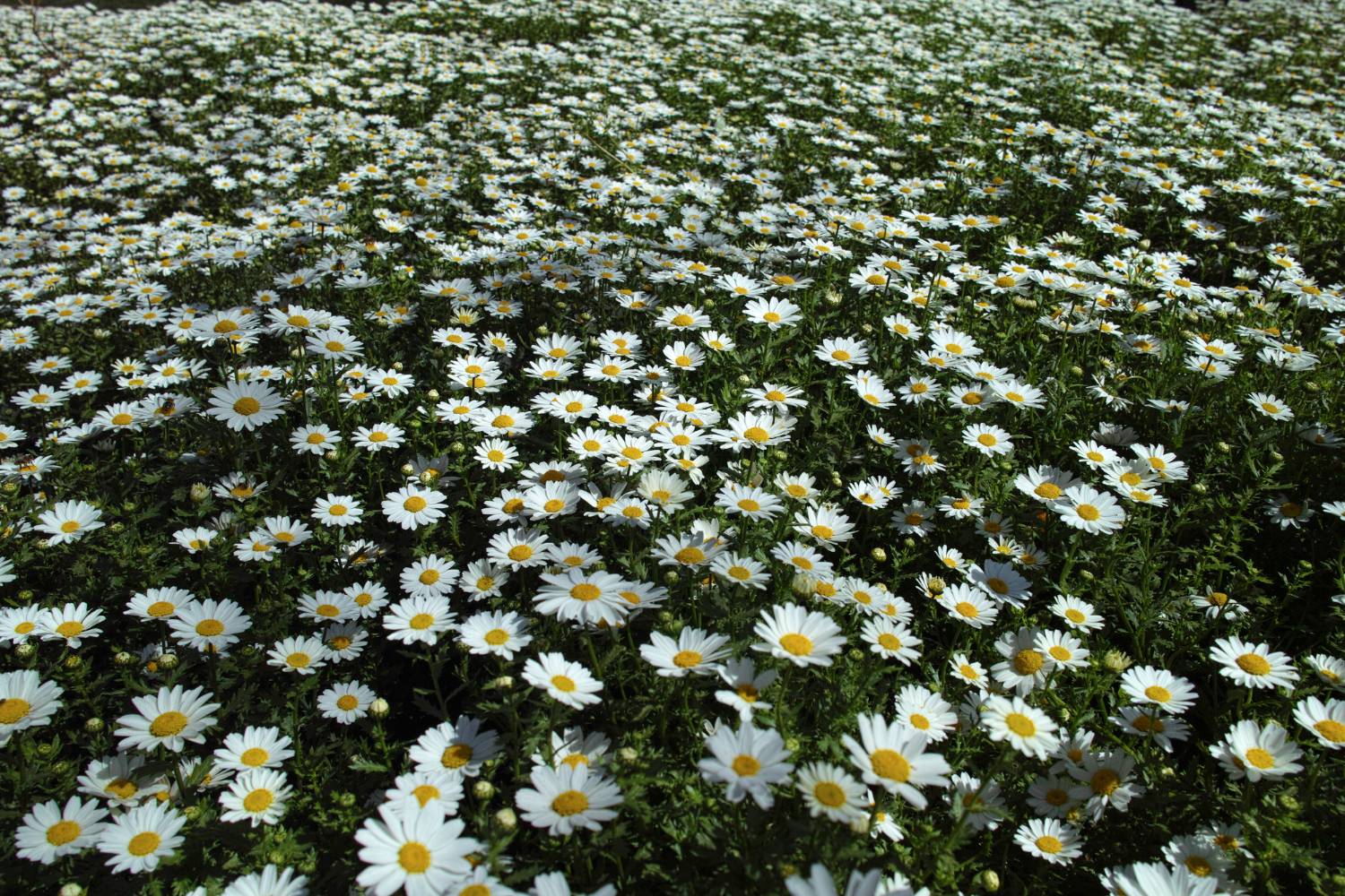 daisy flower field daisy flower field