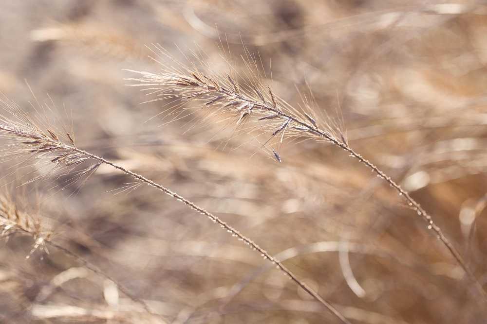 dried grass dried grass