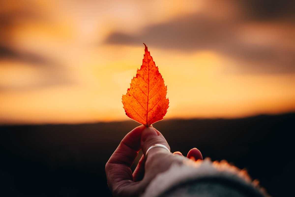 leaf-sunset leaf-sunset